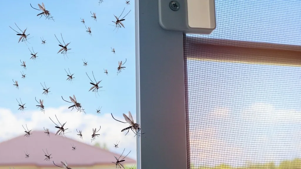 zanzare guida completa a come sconfiggerle