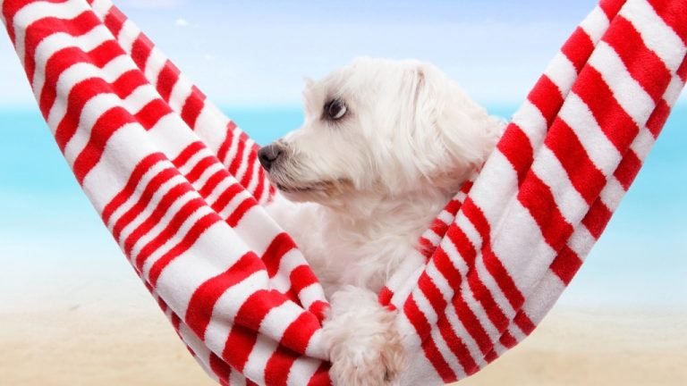 vacanza con gli animali domestici
