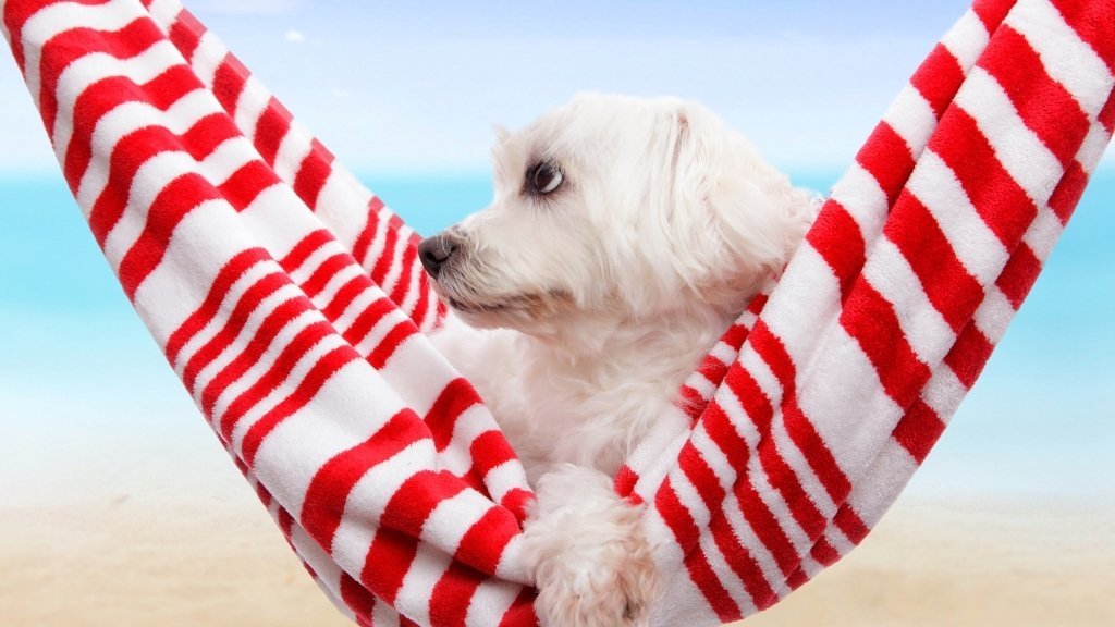vacanza con gli animali domestici