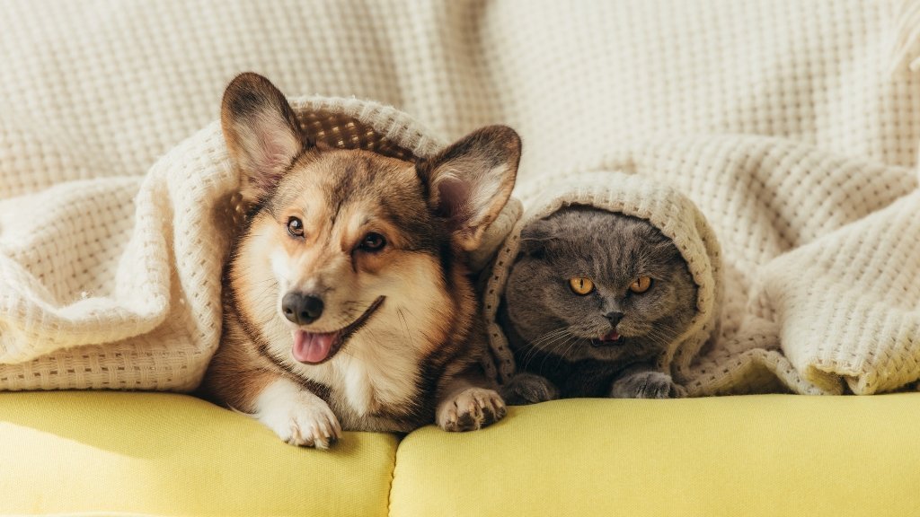 salute del tuo animale domestico in autunno come fare