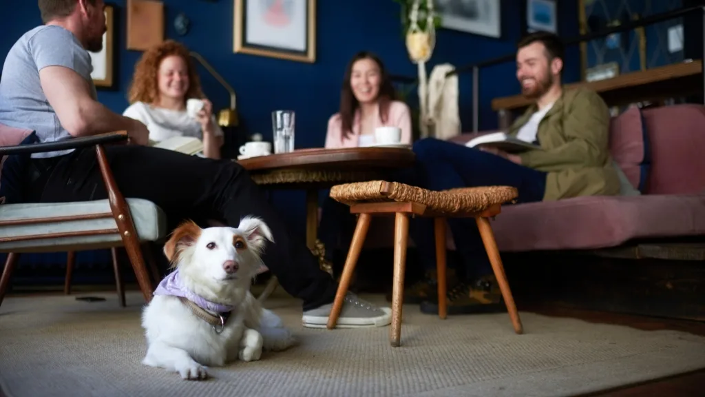 animali domestici nei locali pubblici normative regolamenti e come comportarsi