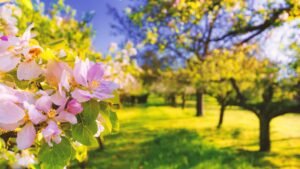 primavera ovvero come affrontare il cambio di stagione senza stanchezza, astenia, affaticamento