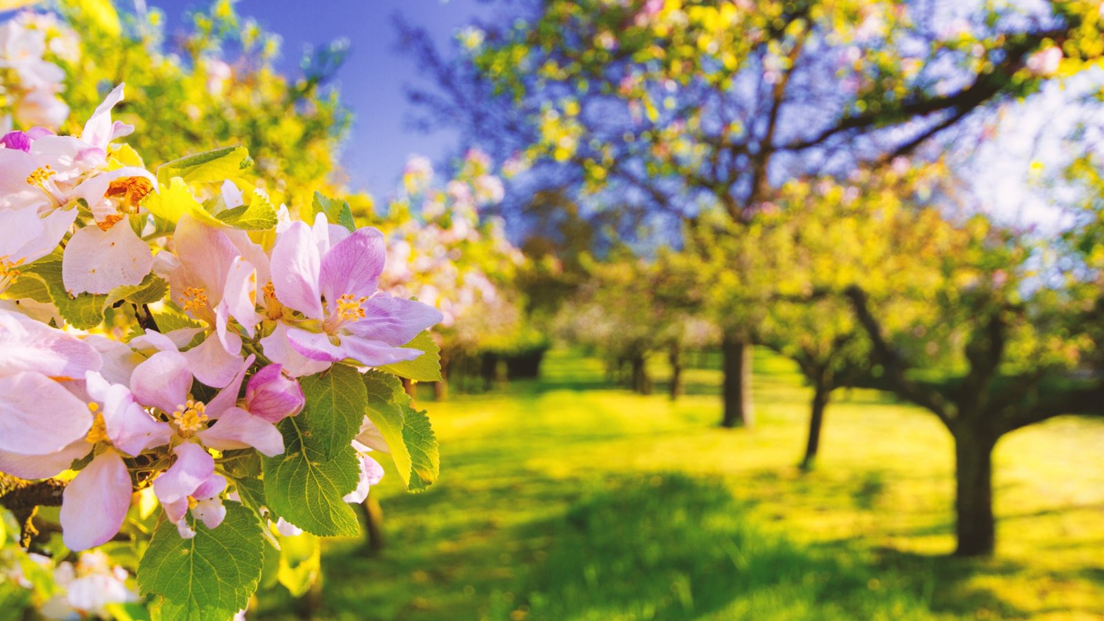 primavera ovvero come affrontare il cambio di stagione senza stanchezza, astenia, affaticamento